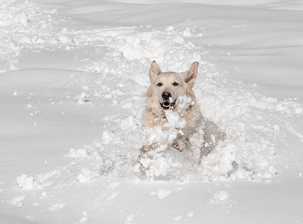 Golden Labrador Retriever running through deep powder Snow