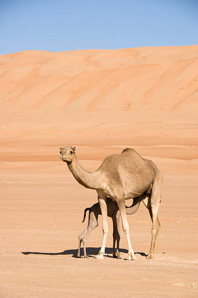 istock newborn camel drinking at his mom in the desert 182437500