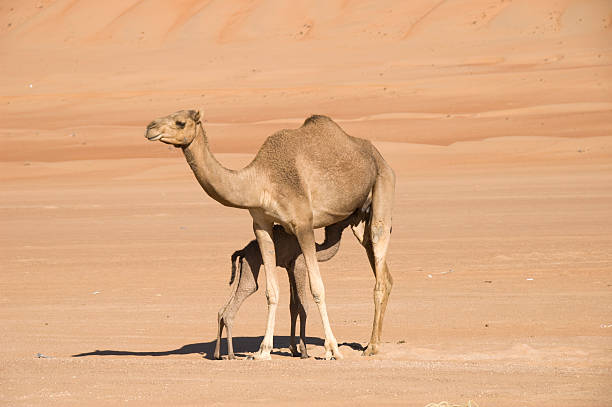 istock newborn camel drinking at his mom in the desert 182437501