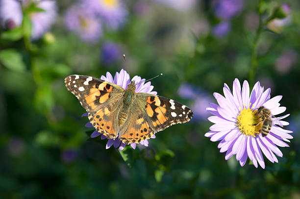 istock butterfly on flower and bee 182437812