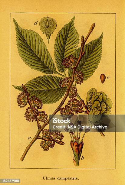 Вяз Античный Ботанический Иллюстрации — стоковая векторная графика и другие изображения на тему XIX век - XIX век, Без людей, Ботаник