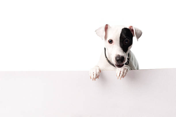 istock Cute dog with a banner 182437994