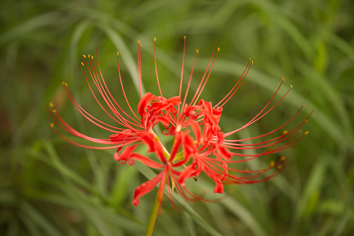 Macrophotography of a cluster amaryllis.