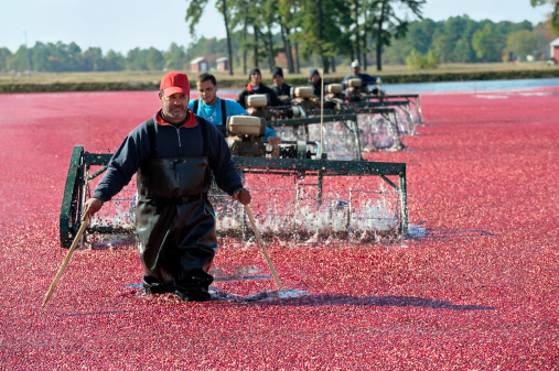 A group of workers wet harvesting cranberries in a commercial bog. More cranberry farming images.