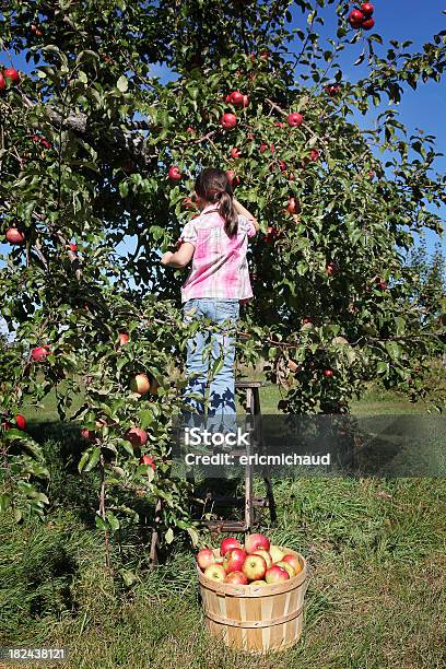 Girl は果樹園 - 子供のストックフォトや画像を多数ご用意 - 子供, 摘む, 果物