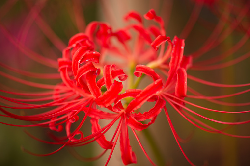 Macrophotography of a cluster amaryllis.