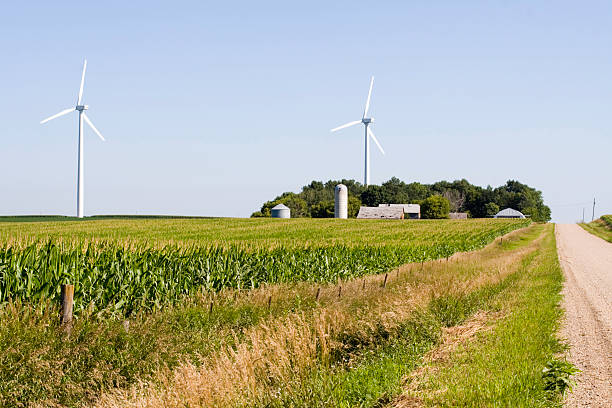 Wind energy and corn crop along gravel road.