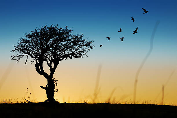istock Silhouette of birds leaving tree in the morning 182438298