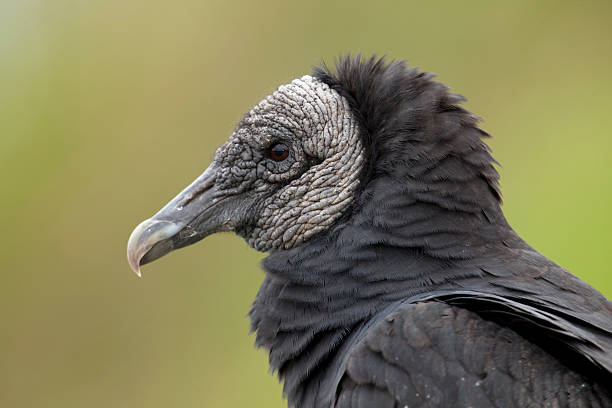 istock American Black Vulture, Coragyps atratus 182438360