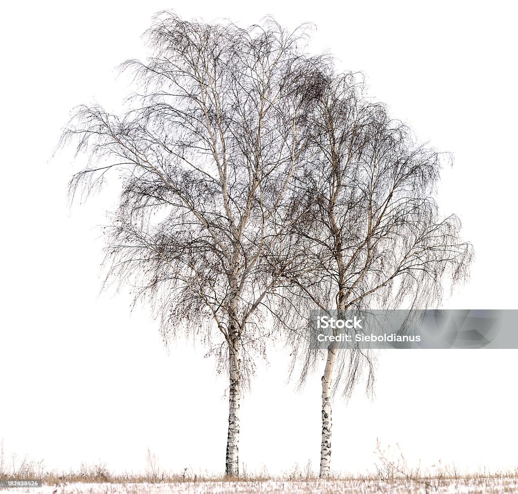 Birch tree (Betula pendula) in winter isolated on white. Betula pendula Stock Photo