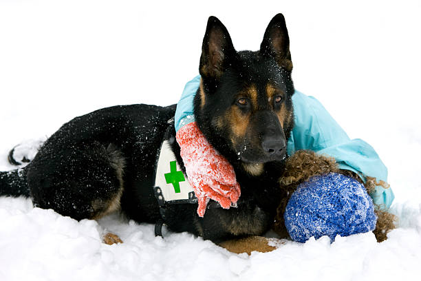 cão de busca e resgate no inverno - dog first aid first aid kit winter - fotografias e filmes do acervo