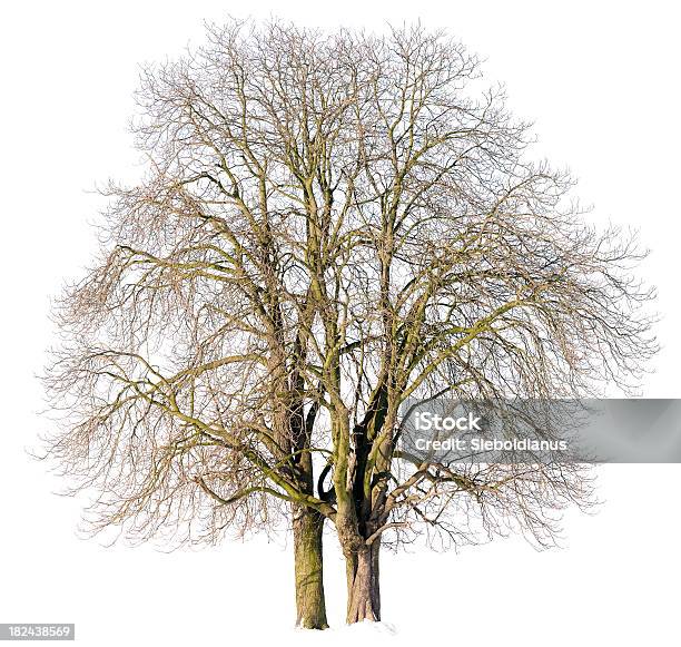 Castanha Trees No Inverno Isolado A Branco - Fotografias de stock e mais imagens de Alto-Contraste