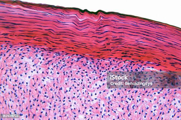 Tendón De Ls Foto de stock y más banco de imágenes de ADN - ADN, Abstracto, Anatomía