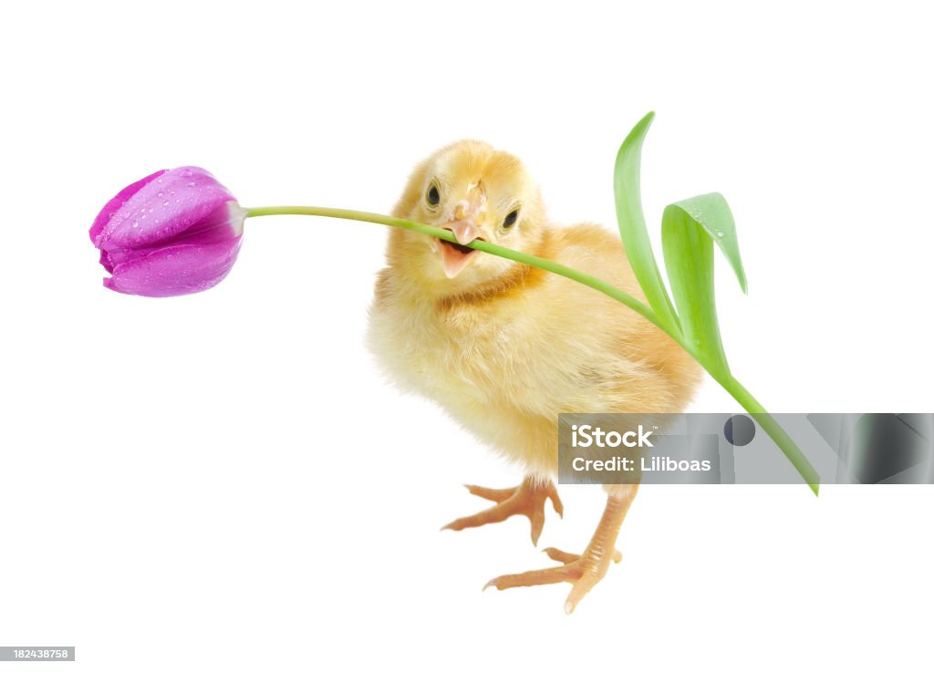 Easter Chick Easter Chick holding a tulip.PLEASE CLICK ON THE IMAGE BELOW TO SEE MY EASTER PORTFOLIO: Animal Stock Photo