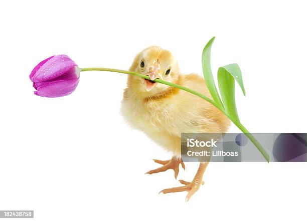 Easter Chick Stock Photo - Download Image Now - Animal, Baby Chicken, Bird