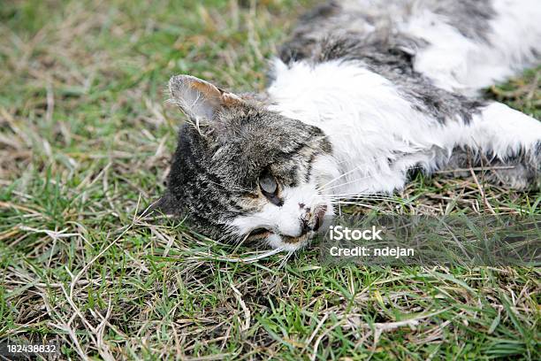 Dead De Gato Foto de stock y más banco de imágenes de Gato doméstico - Gato doméstico, Muerte, Acera
