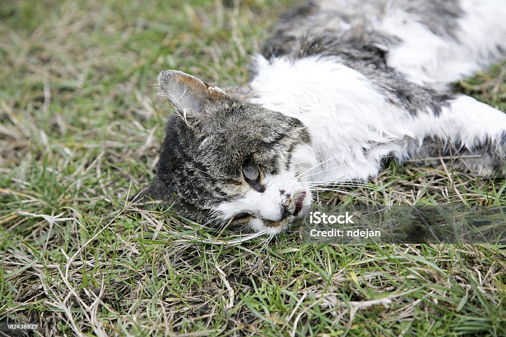 Gato Morto - Royalty-free Gato domesticado Foto de stock