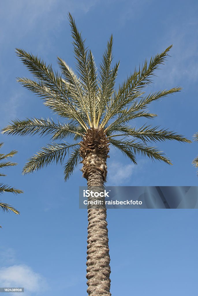 Southern California palme - Foto stock royalty-free di Albero tropicale