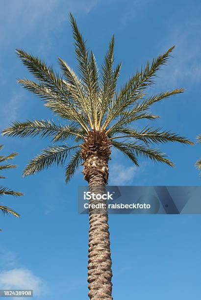 Southern California Palme - Fotografie stock e altre immagini di Albero tropicale - Albero tropicale, California meridionale, Cielo