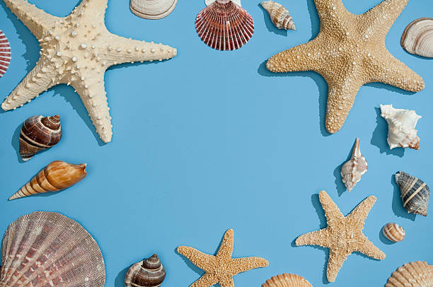 istock Arrangement Of Starfish 182438969