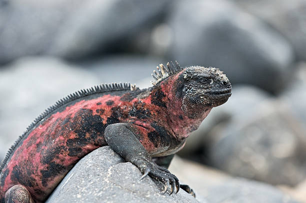istock Marine Iguana on the Galapagos 182439020