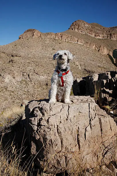 "A schnoodle (poodle/schnauzer mix) posing on a rock along a hiking trail at Oliver Lee Memorial State Park in southern New Mexico, near Alamogordo."