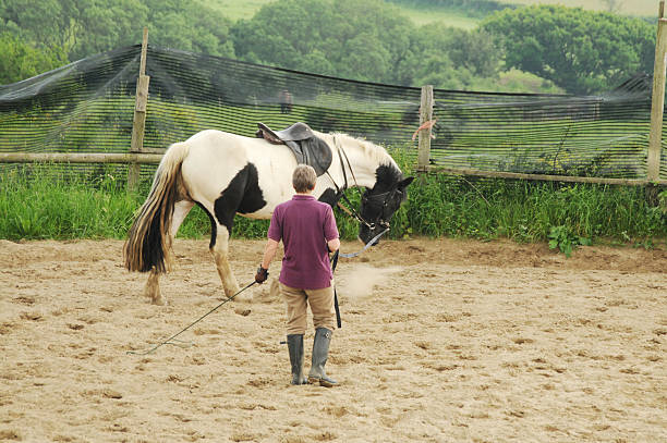 woman lunging pinto pony