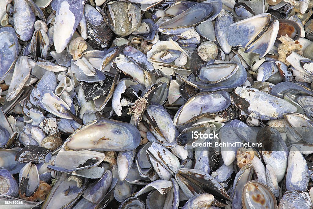 Muscolo Shell - Foto stock royalty-free di Ambientazione esterna