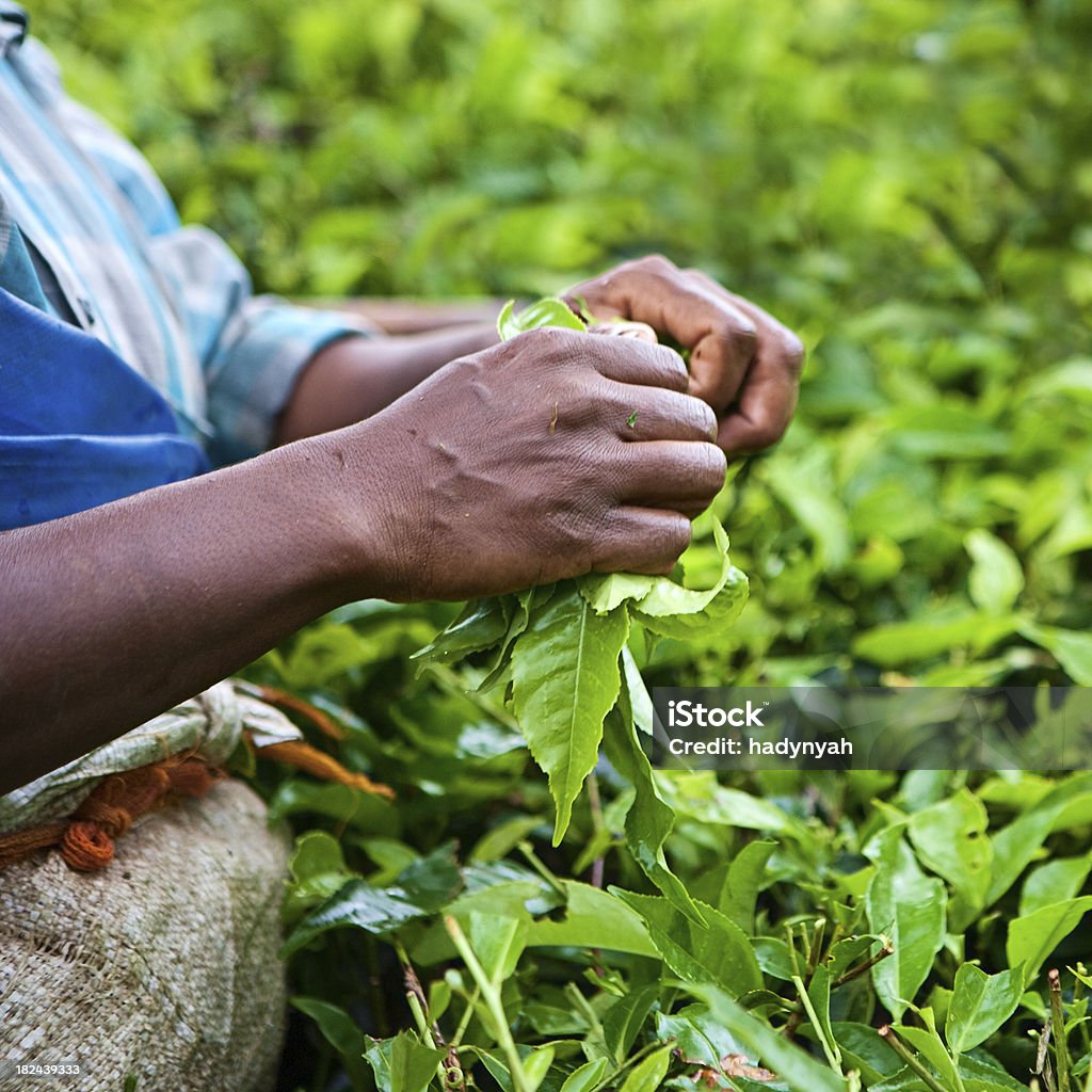 Женщина, собирать урожай чая листья - Стоковые фото Чай - сельскохозяйственная культура роялти-фри