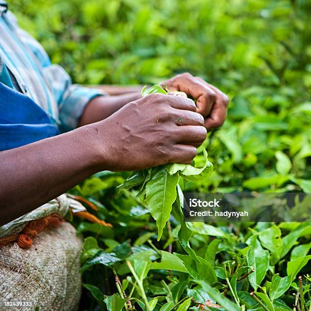 Женщина Собирать Урожай Чая Листья — стоковые фотографии и другие картинки Чай - сельскохозяйственная культура - Чай - сельскохозяйственная культура, Синий, Индия