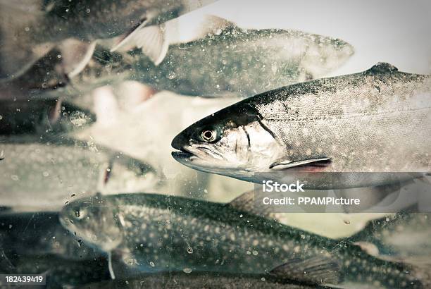 Subaquático Truta Arcoíris - Fotografias de stock e mais imagens de Abaixo - Abaixo, Animal, Desporto
