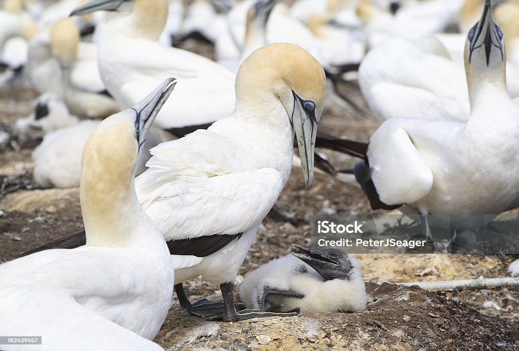 Adulto Sula cares per la sua chick. - Foto stock royalty-free di Accudire