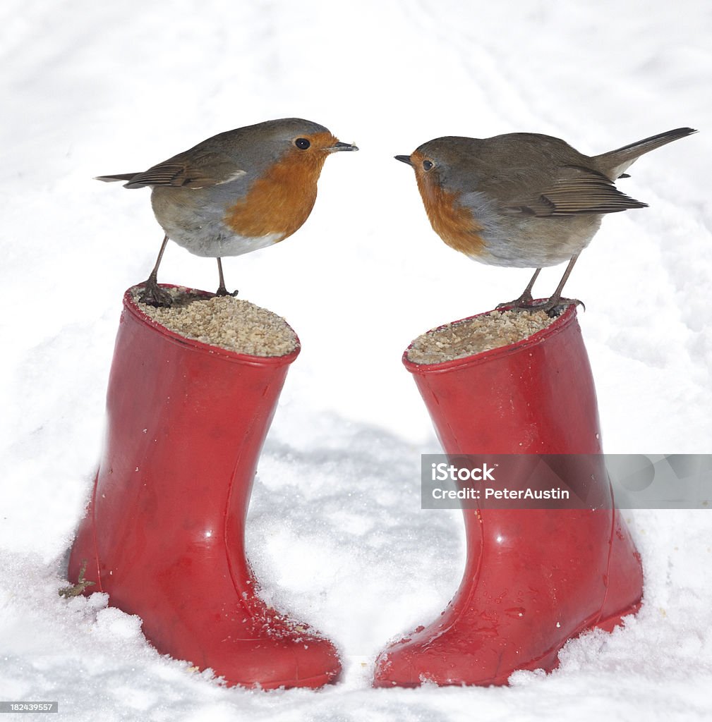English Robins - European Robin (Erithacus rubecula) Two  European Robins (Erithacus rubecula) looking in to each others eyes. Christmas Stock Photo