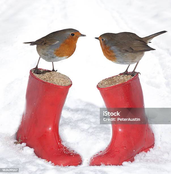Inglês Robinserithacus Rubecula Europeia Robin - Fotografias de stock e mais imagens de Cartão de Natal - Cartão de Natal, Dois animais, Natal