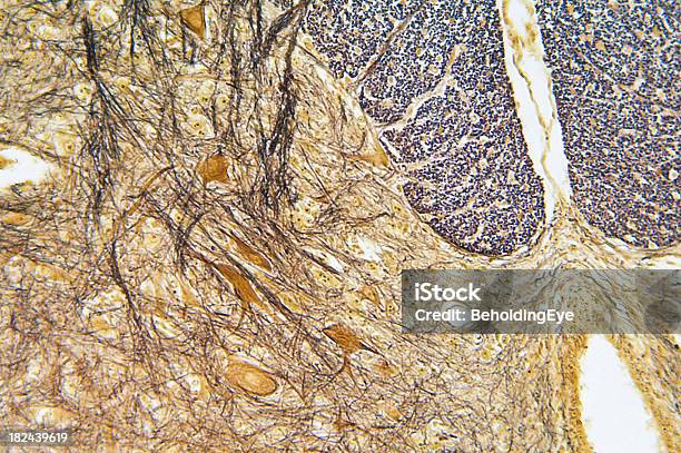 Спинного Мозга Ts — стоковые фотографии и другие картинки Хребет человека - Хребет человека, Абстрактный, Нервное окончание