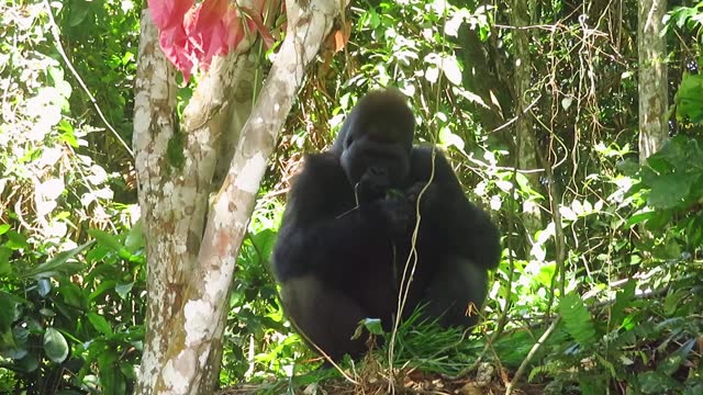 A Gorilla Eating In The Lésio-Louna Reserve In The Republic Of Congo