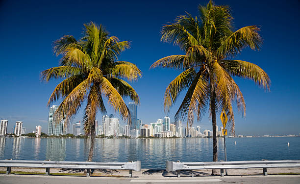 palms w miami - rickenbacker causeway zdjęcia i obrazy z banku zdjęć