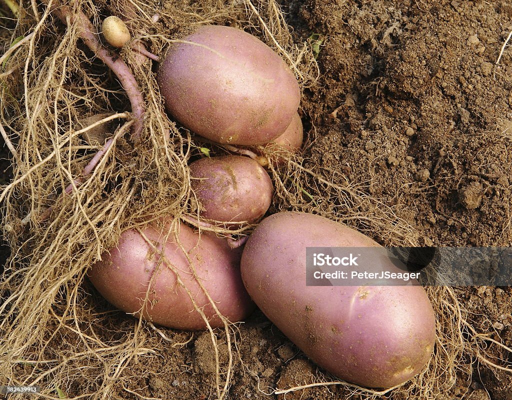 Frisch gegraben hatte Kartoffeln - Lizenzfrei Erdreich Stock-Foto