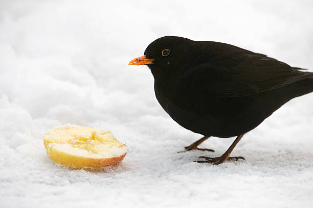 istock Blackbird in the snow 182440040