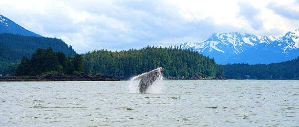 Breaching Whale Humpback Whale fully breaching in Alaska animals breaching photos stock pictures, royalty-free photos & images