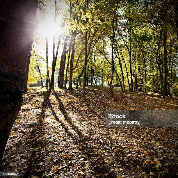 포레스트 오브 듯한 낙엽 색깔뿐만 추락 0명에 대한 스톡 사진 및 기타 이미지 - 0명, 가을, 나무