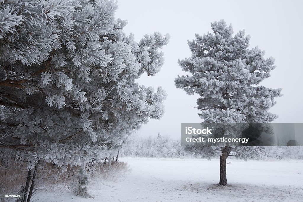 Parco Provinciale di Birds Hill Manitoba - Foto stock royalty-free di Albero