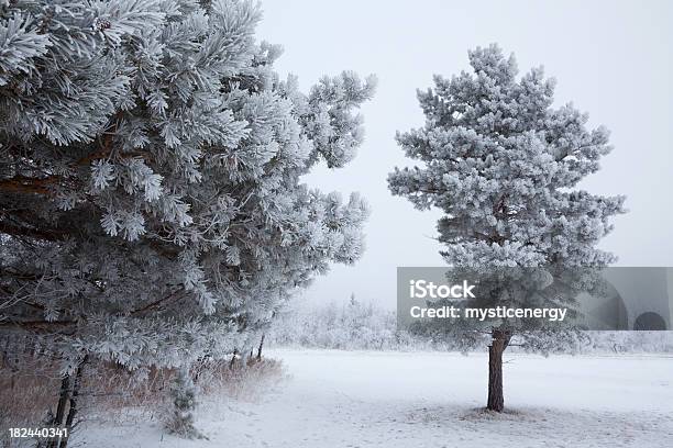 Parco Provinciale Di Birds Hill Manitoba - Fotografie stock e altre immagini di Albero - Albero, Brina - Acqua ghiacciata, Canada