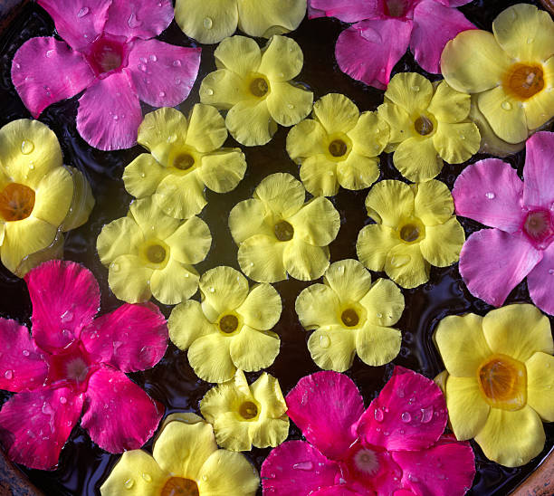 istock tropical flowers floating on water 182440374