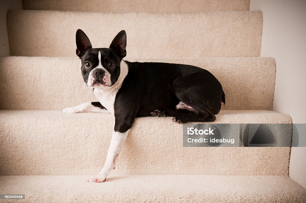 Boston Terrier Dog Lying on Steps Color photo of a purebred Boston Terrier dog lying on steps. Dog Stock Photo