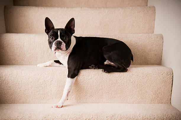 Boston Terrier Dog Lying on Steps stock photo