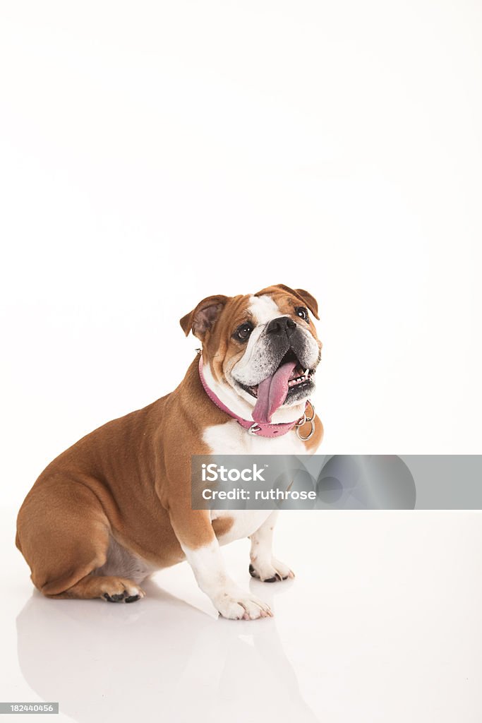 Sonriendo Bulldog inglés con una gran lengua - Foto de stock de Animal libre de derechos