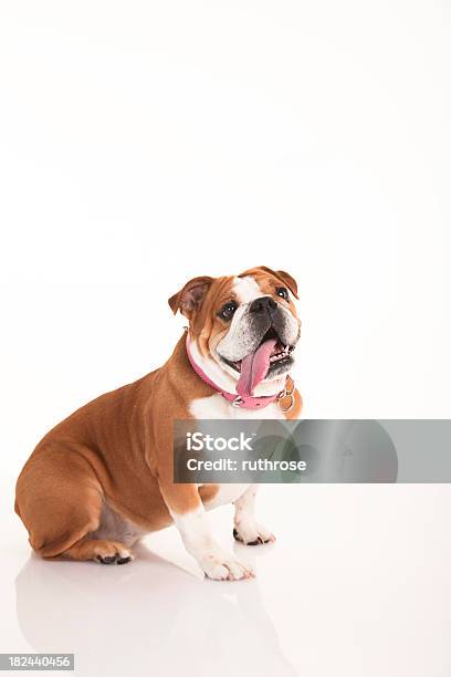 Sonriendo Bulldog Inglés Con Una Gran Lengua Foto de stock y más banco de imágenes de Animal - Animal, Animal doméstico, Belleza