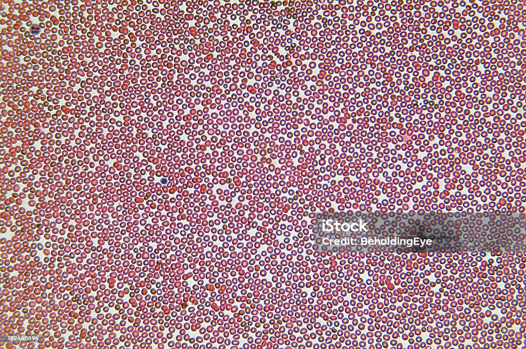 Striscio di sangue umana - Foto stock royalty-free di Anatomia umana