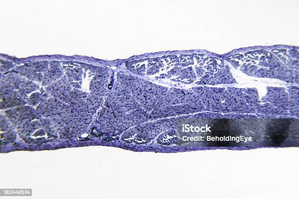 Photo libre de droit de Muscle Squelettique Ts banque d'images et plus d'images libres de droit de ADN - ADN, Abstrait, Anatomie